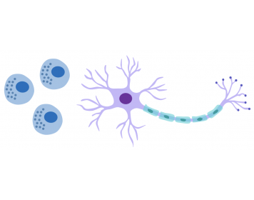 Neuro imune interactions